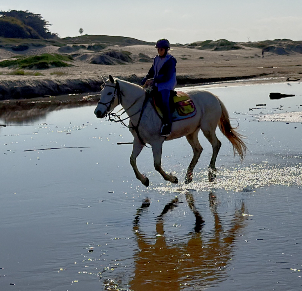 Young UMA rider galloping through the surf on the Central Coast