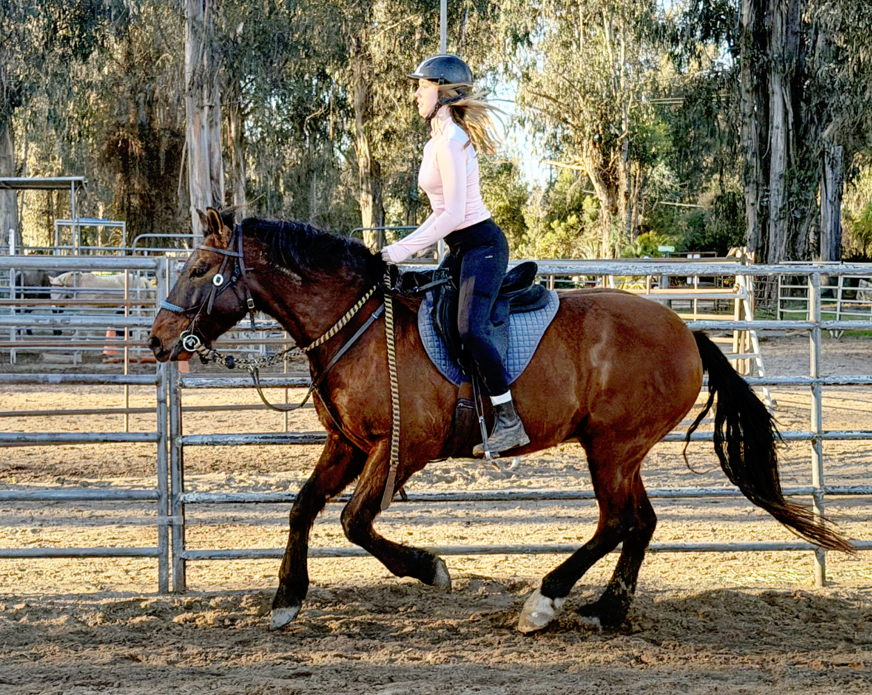 Advanced UMA rider cantering on a trained Mustang