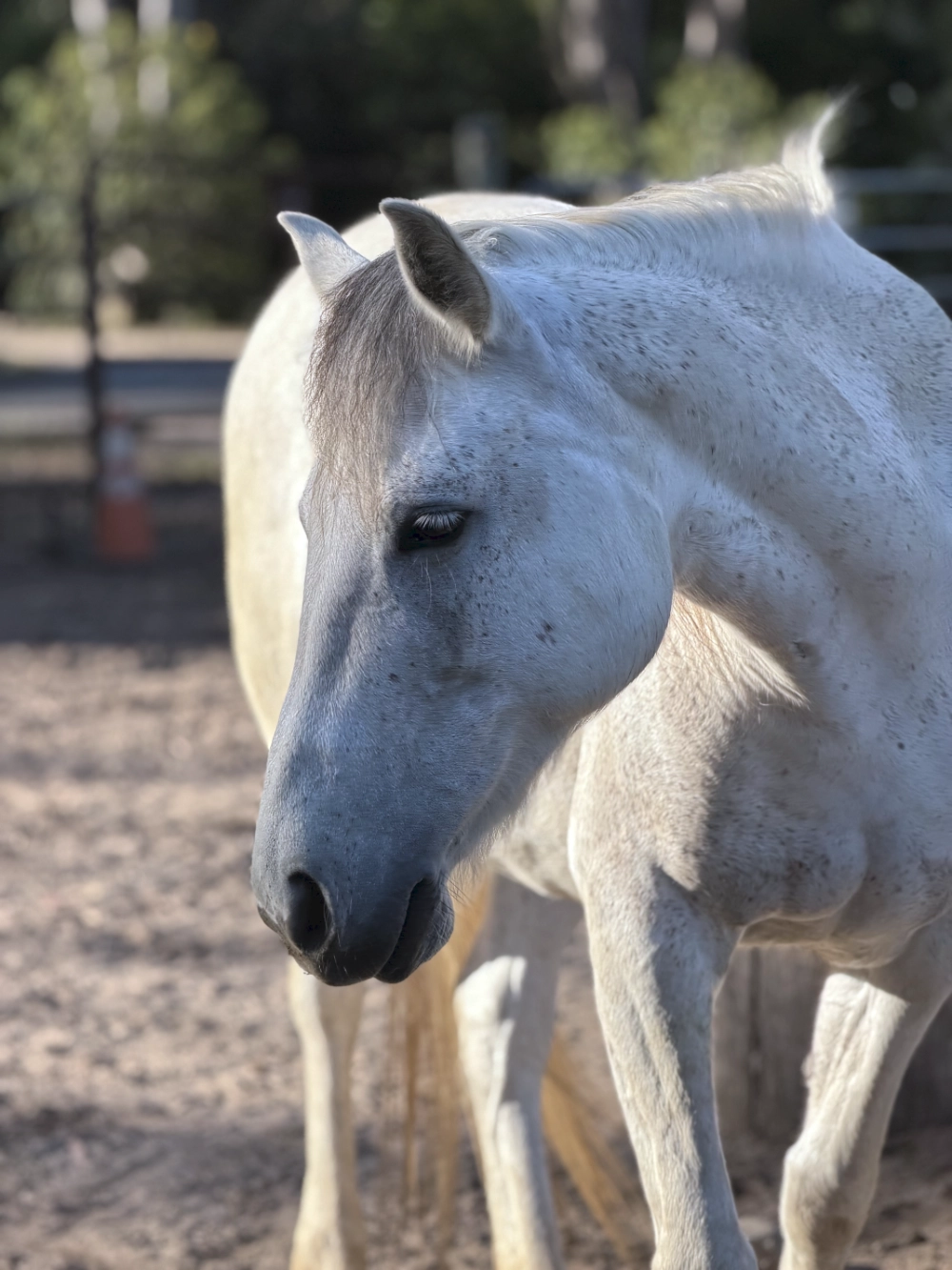 Luna, a mustang at United Mustangs of America, posing in profile with her head turned toward the camera
